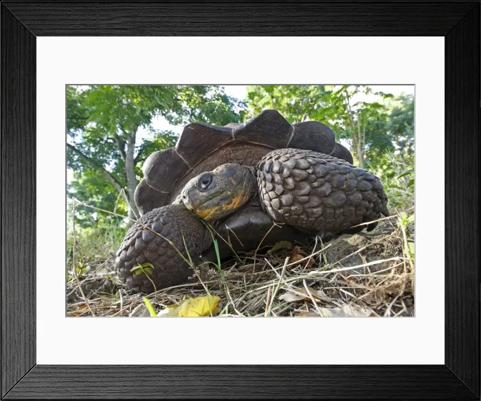 Framed Print : Galapagos Giant Tortoise - Cerro El Chato - Santa Cruz - Galapagos islands Framed Print : Galapagos Giant Tortoise - Cerro El Chato - Santa Cruz - Galapagos islands
