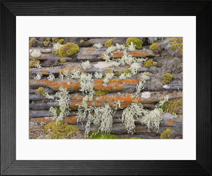 Framed Print : Lichen - New Island - Falkland (Malvinas) Islands Framed Print : Lichen - New Island - Falkland (Malvinas) Islands