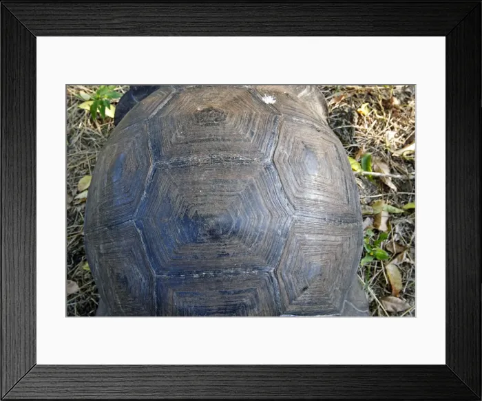 Framed Print : Galapagos Giant Tortoise - Cerro El Chato - Santa Cruz - Galapagos islands Framed Print : Galapagos Giant Tortoise - Cerro El Chato - Santa Cruz - Galapagos islands