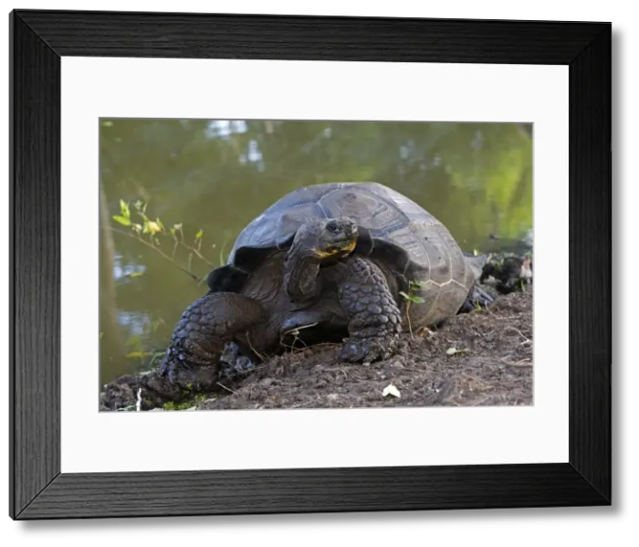 Framed Print : Galapagos Giant Tortoise - Cerro El Chato - Santa Cruz - Galapagos islands Framed Print : Galapagos Giant Tortoise - Cerro El Chato - Santa Cruz - Galapagos islands