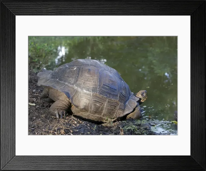 Framed Print : Galapagos Giant Tortoise - Cerro El Chato - Santa Cruz - Galapagos islands Framed Print : Galapagos Giant Tortoise - Cerro El Chato - Santa Cruz - Galapagos islands