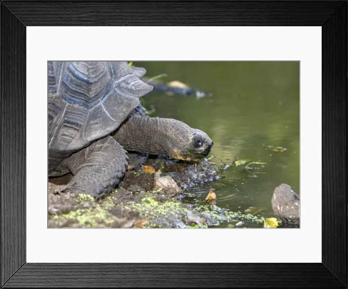 Framed Print : Galapagos Giant Tortoise - Cerro El Chato - Santa Cruz - Galapagos islands Framed Print : Galapagos Giant Tortoise - Cerro El Chato - Santa Cruz - Galapagos islands