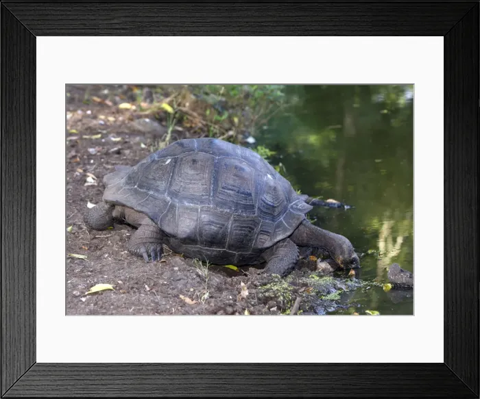 Framed Print : Galapagos Giant Tortoise - Cerro El Chato - Santa Cruz - Galapagos islands