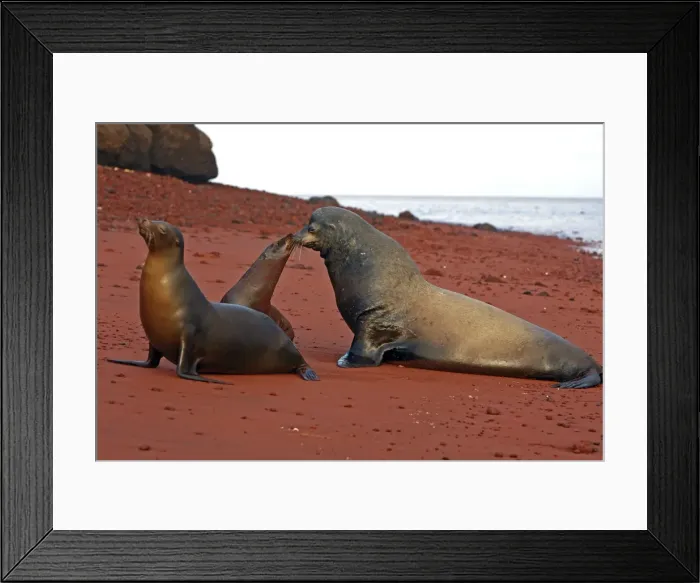 Framed Print : Galapagos Sea Lion - Rabida Island - Galapagos Framed Print : Galapagos Sea Lion - Rabida Island - Galapagos
