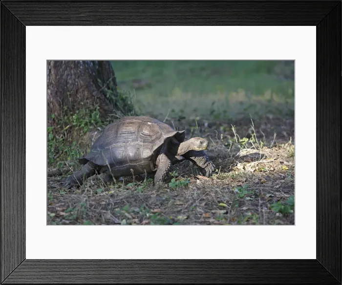 Framed Print : Galapagos Giant Tortoise - Cerro El Chato - Santa Cruz - Galapagos islands Framed Print : Galapagos Giant Tortoise - Cerro El Chato - Santa Cruz - Galapagos islands