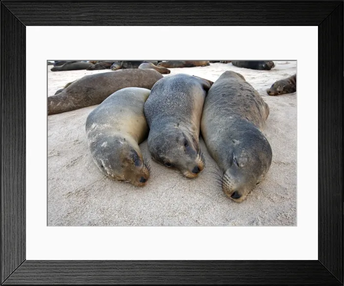 Framed Print : Galapagos Sea Lion - Santa Fe Island - Galapagos Islands Framed Print : Galapagos Sea Lion - Santa Fe Island - Galapagos Islands
