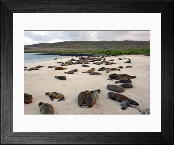 Framed Print : Galapagos Sea Lion - Santa Fe Island - Galapagos Islands Framed Print : Galapagos Sea Lion - Santa Fe Island - Galapagos Islands