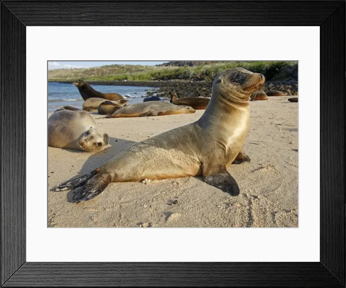 Framed Print : Galapagos Sea Lion - Santa Fe Island - Galapagos Islands Framed Print : Galapagos Sea Lion - Santa Fe Island - Galapagos Islands