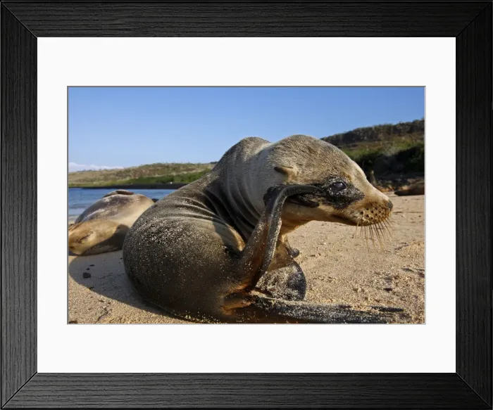 Framed Print : Galapagos Sea Lion - Santa Fe Island - Galapagos Islands Framed Print : Galapagos Sea Lion - Santa Fe Island - Galapagos Islands