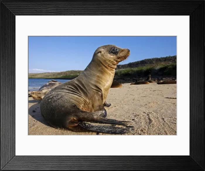 Framed Print : Galapagos Sea Lion - Santa Fe Island - Galapagos Islands Framed Print : Galapagos Sea Lion - Santa Fe Island - Galapagos Islands