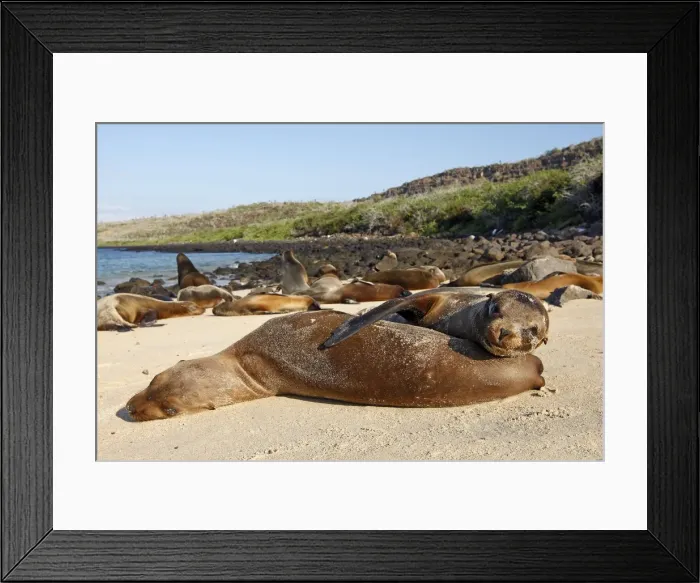 Framed Print : Galapagos Sea Lion - Santa Fe Island - Galapagos Islands Framed Print : Galapagos Sea Lion - Santa Fe Island - Galapagos Islands
