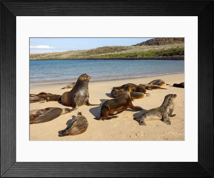 Framed Print : Galapagos Sea Lion - Santa Fe Island - Galapagos Islands Framed Print : Galapagos Sea Lion - Santa Fe Island - Galapagos Islands