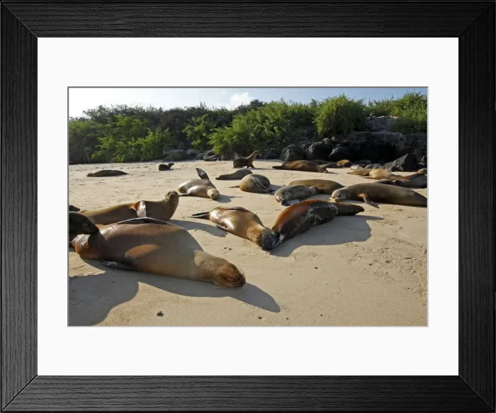 Framed Print : Galapagos Sea Lion - Santa Fe Island - Galapagos Islands Framed Print : Galapagos Sea Lion - Santa Fe Island - Galapagos Islands