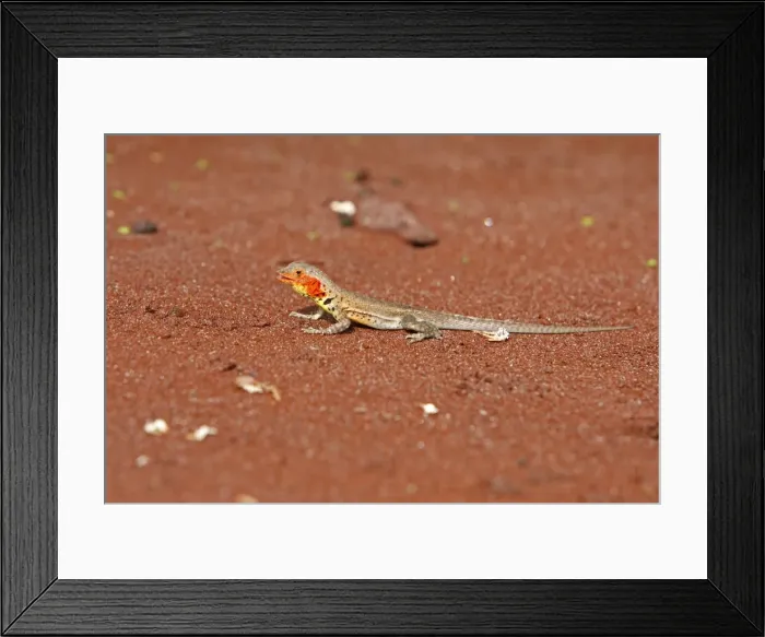 Framed Print : Lava Lizard - Rabida Island - Galapagos Island Framed Print : Lava Lizard - Rabida Island - Galapagos Island