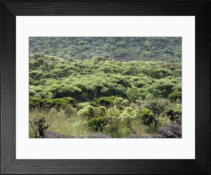 Framed Print : Volcanic Crater - Los Gemelos (The Twins) - on the island of Santa Cruz - Galapagos Islands Framed Print : Volcanic Crater - Los Gemelos (The Twins) - on the island of Santa Cruz - Galapagos Islands