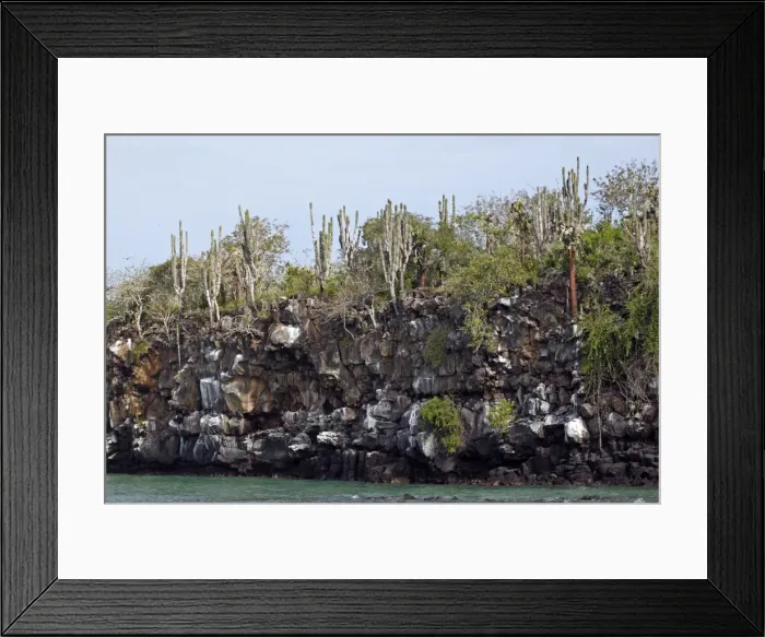 Framed Print : Lava and cactus on the island of Santa Cruz - Galapagos Islands
