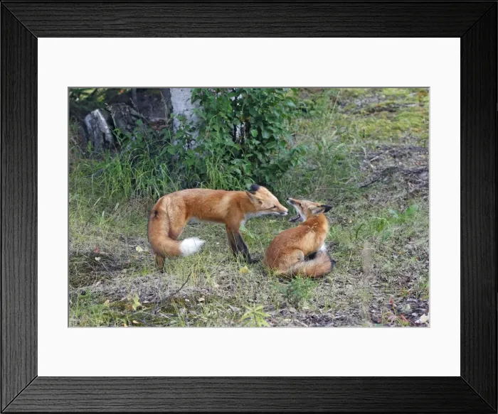 Framed Print : Red Fox - young Framed Print : Red Fox - young
