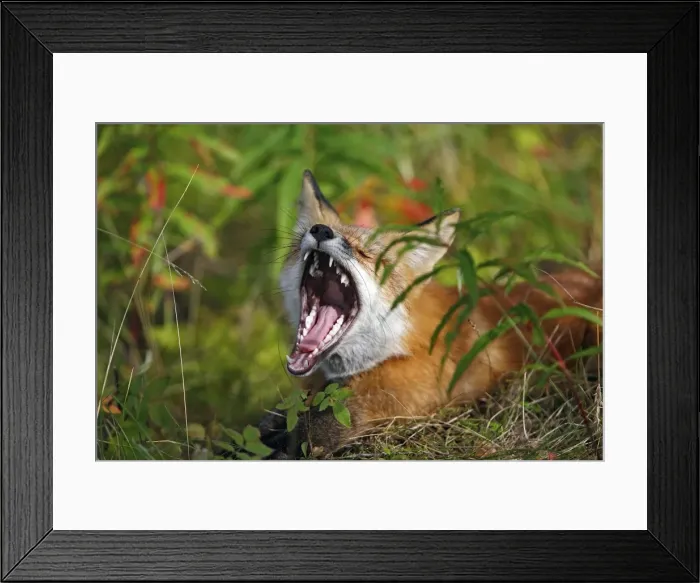 Framed Print : Red Fox - young Framed Print : Red Fox - young