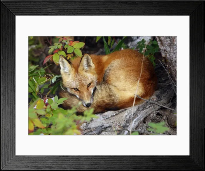 Framed Print : Red Fox - young