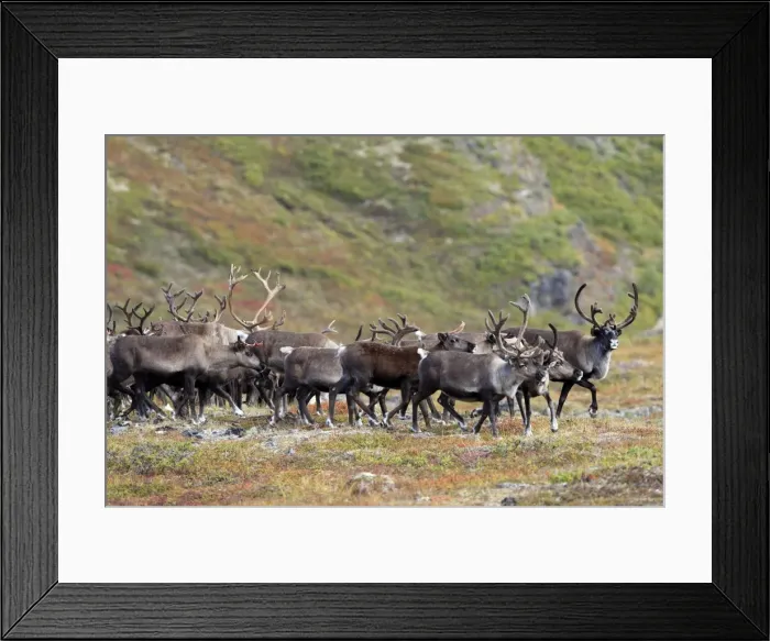 Framed Print : Reindeer / Caribou Framed Print : Reindeer / Caribou