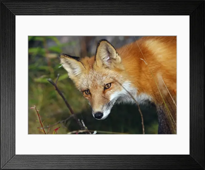 Framed Print : Red Fox - young Framed Print : Red Fox - young
