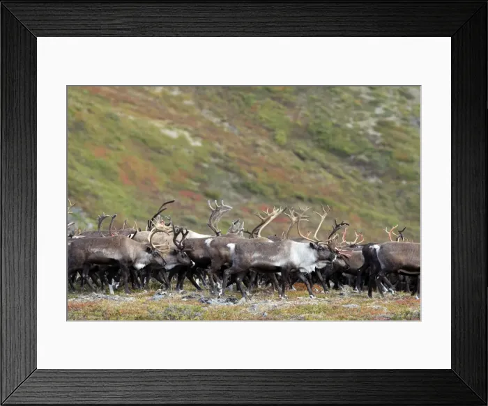 Framed Print : Reindeer / Caribou - Seward Peninsula Framed Print : Reindeer / Caribou - Seward Peninsula