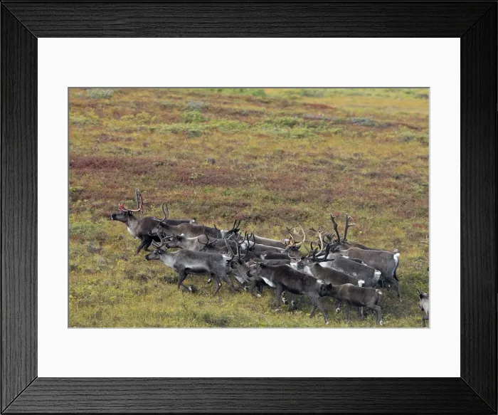 Framed Print : Reindeer / Caribou - Seward Peninsula Framed Print : Reindeer / Caribou - Seward Peninsula