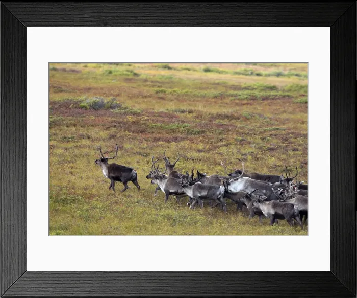 Framed Print : Reindeer / Caribou - Seward Peninsula Framed Print : Reindeer / Caribou - Seward Peninsula