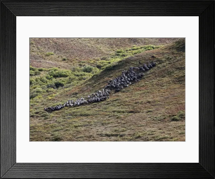 Framed Print : Reindeer / Caribou - Seward Peninsula Framed Print : Reindeer / Caribou - Seward Peninsula