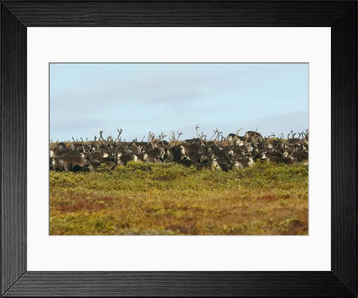 Framed Print : Reindeer / Caribou - Seward Peninsula Framed Print : Reindeer / Caribou - Seward Peninsula