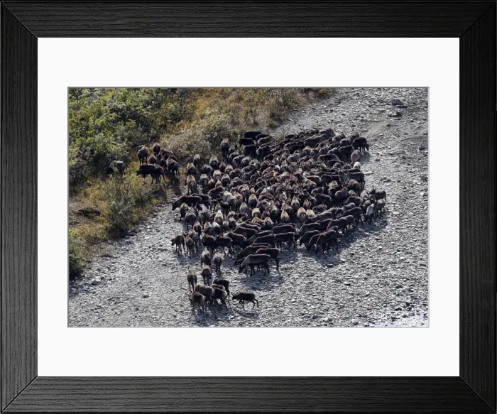 Framed Print : Reindeer / Caribou - Seward Peninsula Framed Print : Reindeer / Caribou - Seward Peninsula