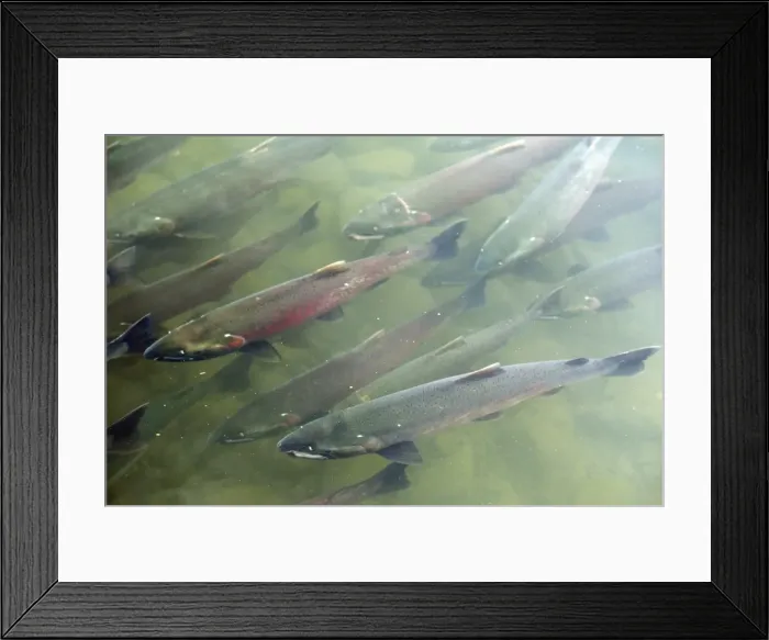 Framed Print : Silver / Coho Salmon - Alaska Framed Print : Silver / Coho Salmon - Alaska