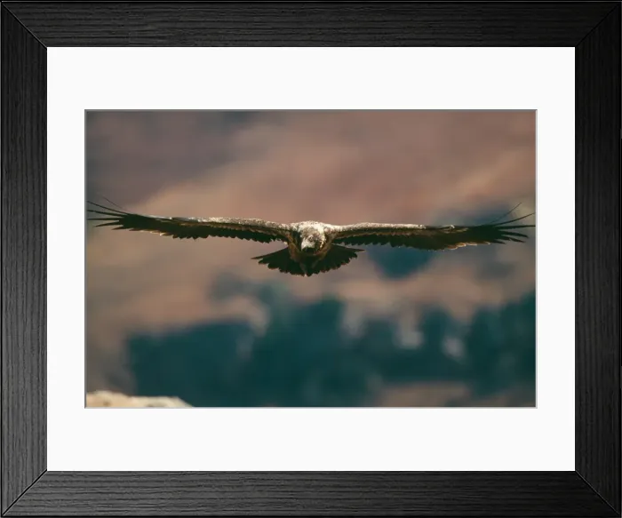 Framed Print : Lammergeier / Bearded Vulture WAT 1832 Sub-adult in flight Gypaetus barbatus © M. Watson / ardea. com Framed Print : Lammergeier / Bearded Vulture WAT 1832 Sub-adult in flight Gypaetus barbatus © M. Watson / ardea. com