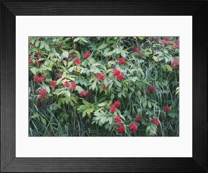 Framed Print : Dwarf Elder - Alaska Framed Print : Dwarf Elder - Alaska