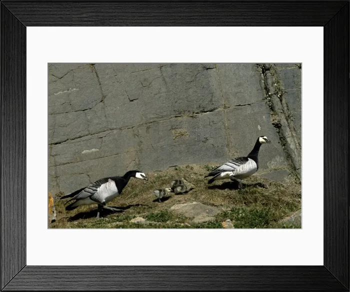 Framed Print : Barnacle Geese - pair & chicks - Greenland Framed Print : Barnacle Geese - pair & chicks - Greenland
