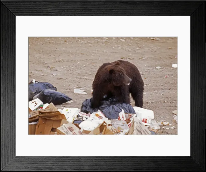 Framed Print : Grizzly Bear WAT 2132 in rubbish. Alaska. Ursus horribilis © M. Watson / ardea. com Framed Print : Grizzly Bear WAT 2132 in rubbish. Alaska. Ursus horribilis © M. Watson / ardea. com
