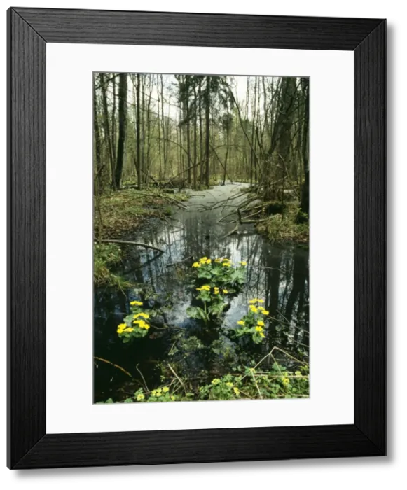 Framed Print : Poland WAT 2256 Bialowieza Naional Park, Forest area. © M. Watson / ardea. com Framed Print : Poland WAT 2256 Bialowieza Naional Park, Forest area. © M. Watson / ardea. com