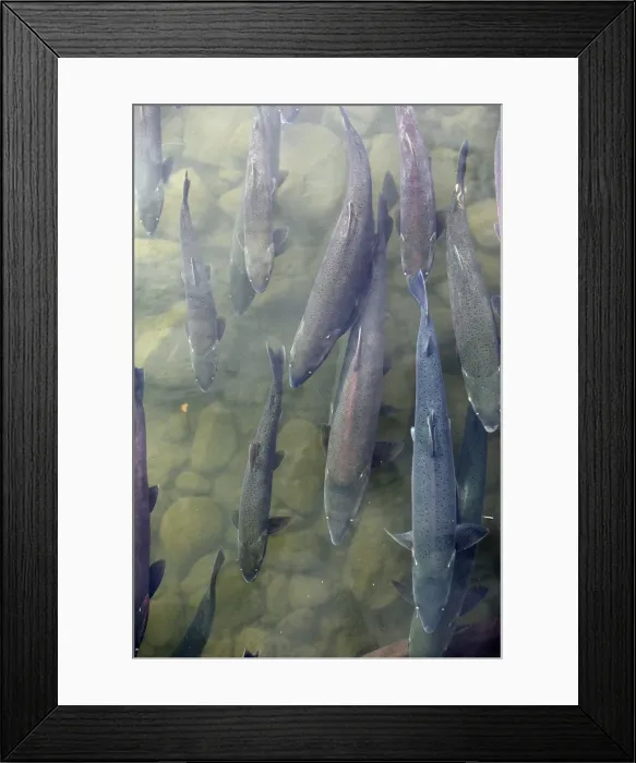 Framed Print : Silver / Coho Salmon - Alaska Framed Print : Silver / Coho Salmon - Alaska