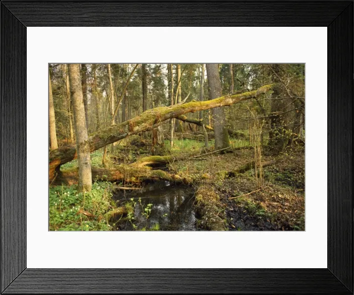 Framed Print : Poland - Bialowieza Forest Framed Print : Poland - Bialowieza Forest