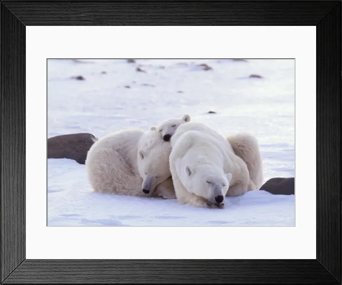 Framed Print : Polar Bear WAT 2353 With cubs snuggling Ursus maritimus © M. Watson / ardea. com Framed Print : Polar Bear WAT 2353 With cubs snuggling Ursus maritimus © M. Watson / ardea. com