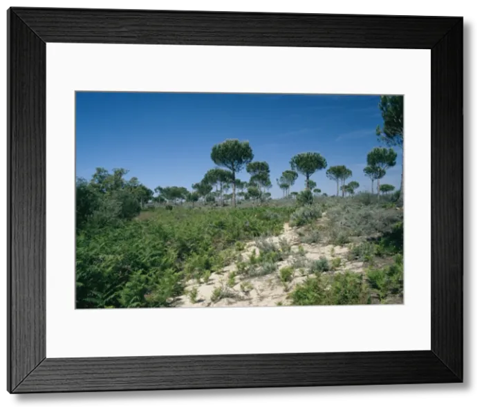 Framed Print : Spain - Stone / Umbrella Pine in habitat - Coto Donana National Park Framed Print : Spain - Stone / Umbrella Pine in habitat - Coto Donana National Park
