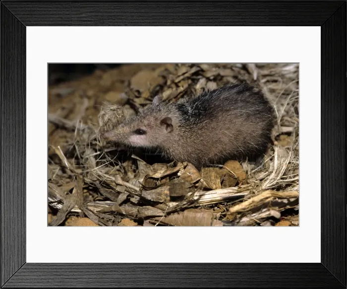 Framed Print : Tailless Tenrec - Madagascar Framed Print : Tailless Tenrec - Madagascar