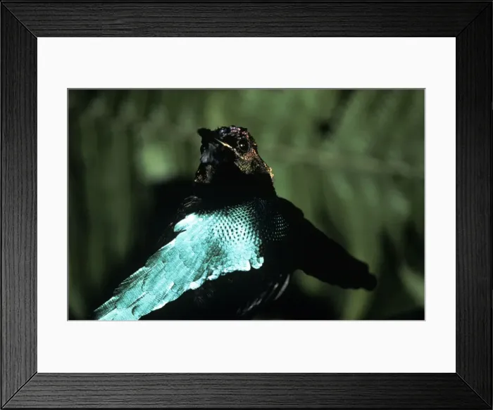 Framed Print : Superb Bird of Paradise Framed Print : Superb Bird of Paradise