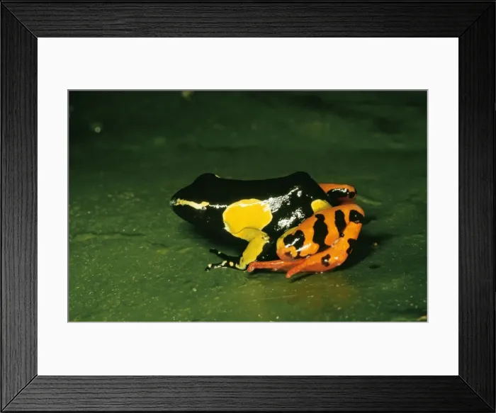 Framed Print : Madagascar Frog WAT 2597 Mantella madagascariensis © M. Watson  /  ardea. com