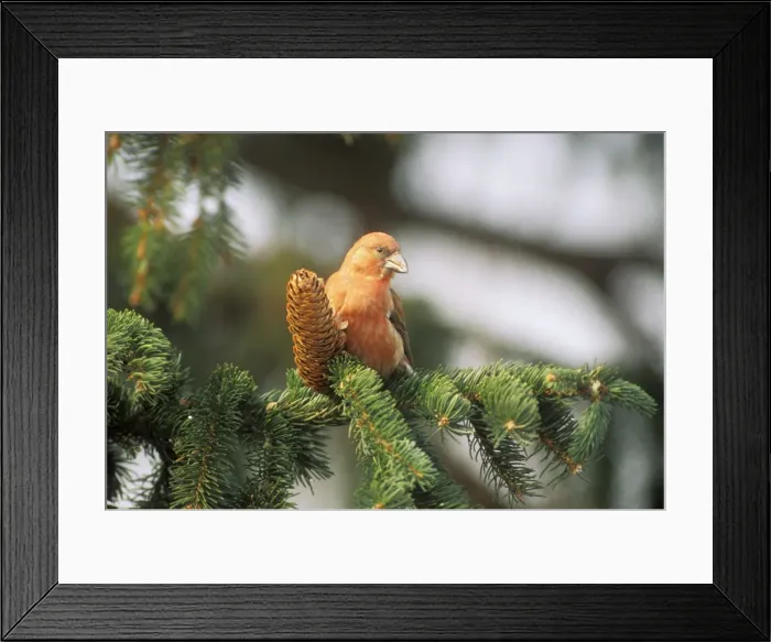 Framed Print : Crossbill WAT 2625 Male on branch Loxia curvirostra © M. Watson / ardea. com Framed Print : Crossbill WAT 2625 Male on branch Loxia curvirostra © M. Watson / ardea. com