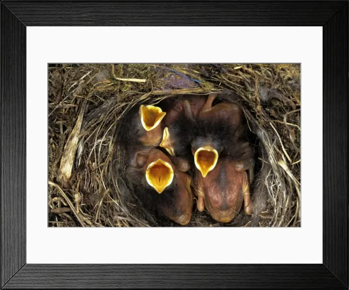 Framed Print : Redstart - young in nest Framed Print : Redstart - young in nest