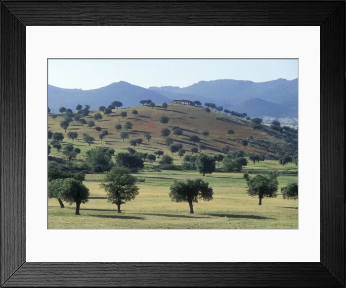 Framed Print : Spain WAT 2893 La ‘Dehesa, Extremadura landscape © M. Watson / ardea. com Framed Print : Spain WAT 2893 La ‘Dehesa, Extremadura landscape © M. Watson / ardea. com