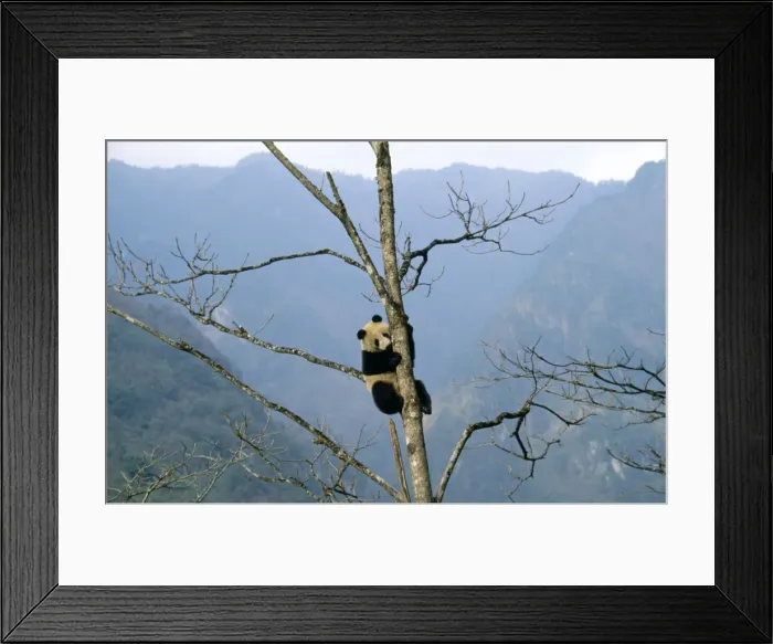 Framed Print : Giant Panda Framed Print : Giant Panda