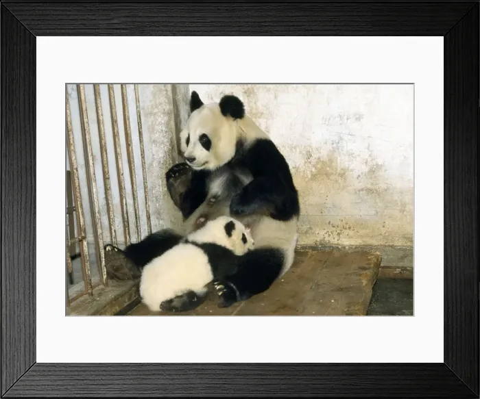 Framed Print : Giant Panda - adult with young suckling Framed Print : Giant Panda - adult with young suckling