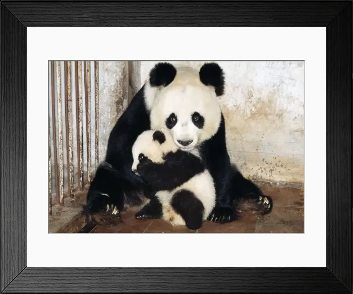 Framed Print : Giant Panda WAT 3288 Mother & cub in cage Ailuropoda melanoleuca © M. Watson / ardea. com Framed Print : Giant Panda WAT 3288 Mother & cub in cage Ailuropoda melanoleuca © M. Watson / ardea. com